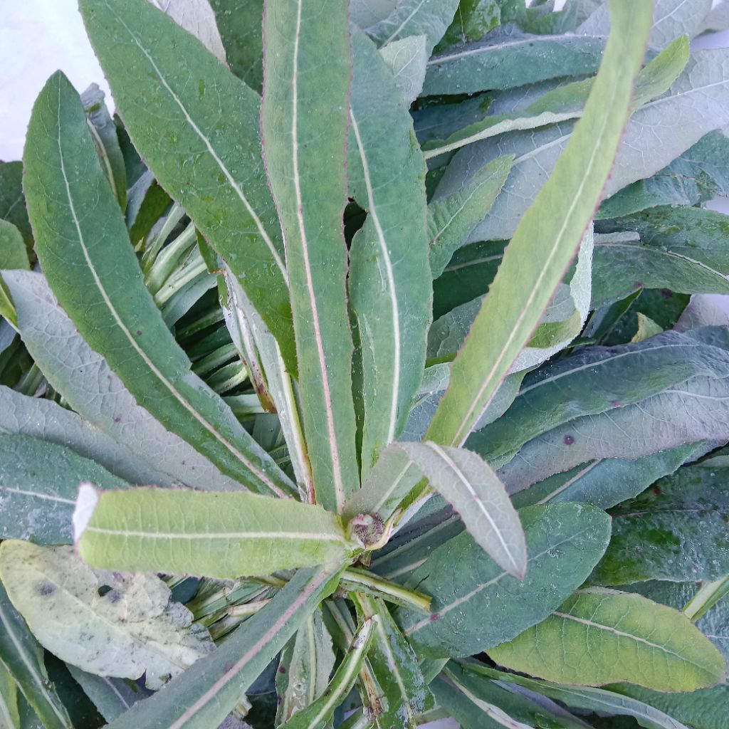 

Daun tempuyung segar 250g penghancur batu ginjal