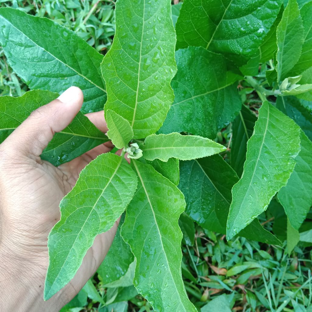 

Daun sambung nyawa/daun afrika segar 500g