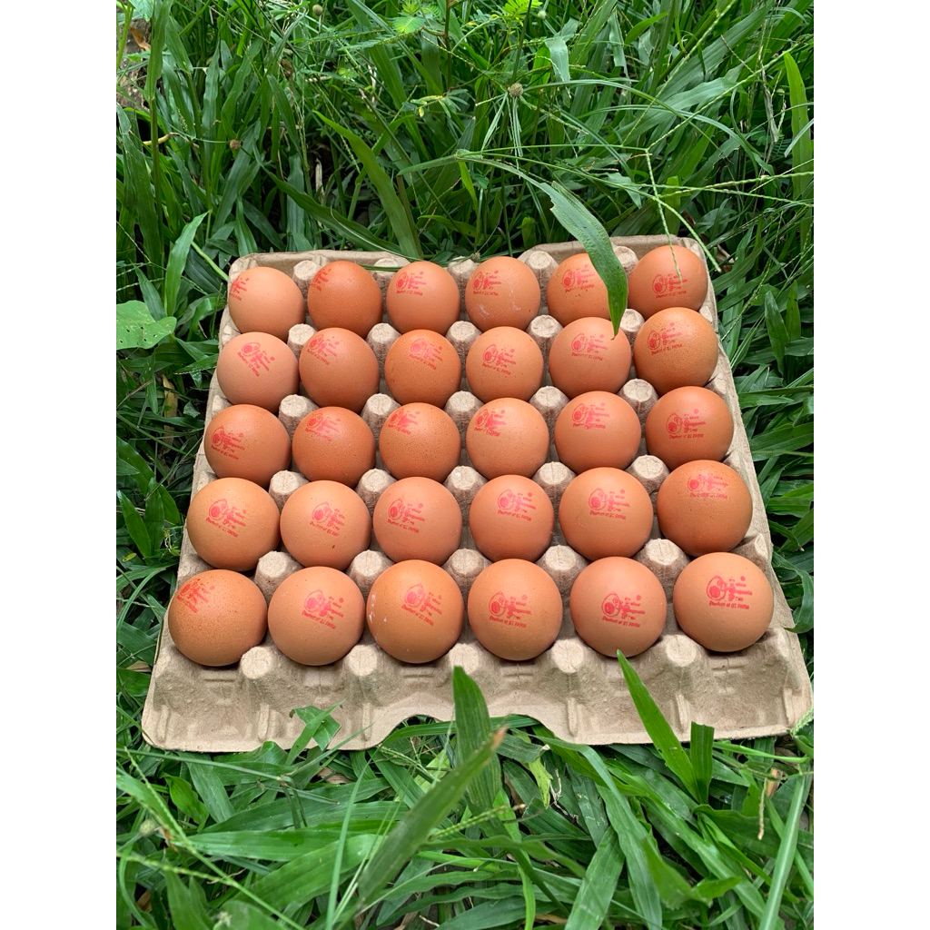 

Telur OMEGA/TOP/Low Cholestrol