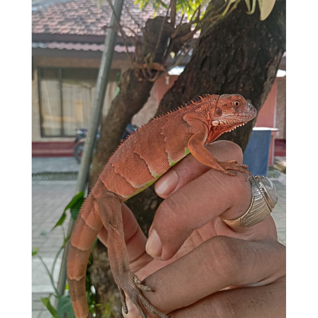 Iguana Super Red Pedes