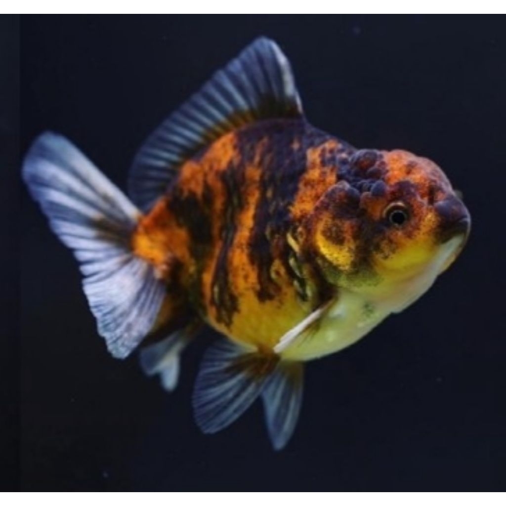 Ikan Hias Mas Koki Oranda Tiger, PW (Panca Warna), RW (Red White) Shorttail