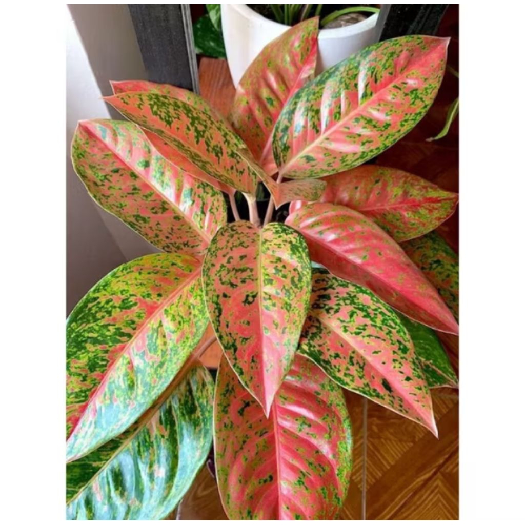 PROMO POHON AGLONEMA BIGROY MERAH DEWASA / TANAMAN HIAS AGLONEMA BIGROY ROY