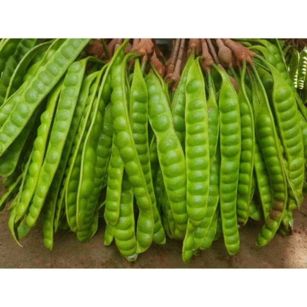 

Pete Segar Langsung Dari Kebun 10 lonjor