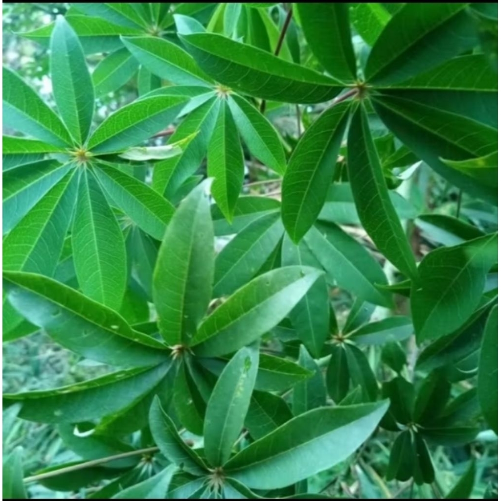 

Daun randu/daun randu kapuk segar 250gram