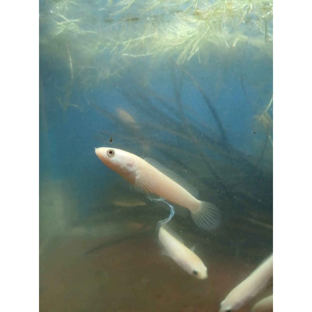 limbata golden 7cm xiantic sejawa