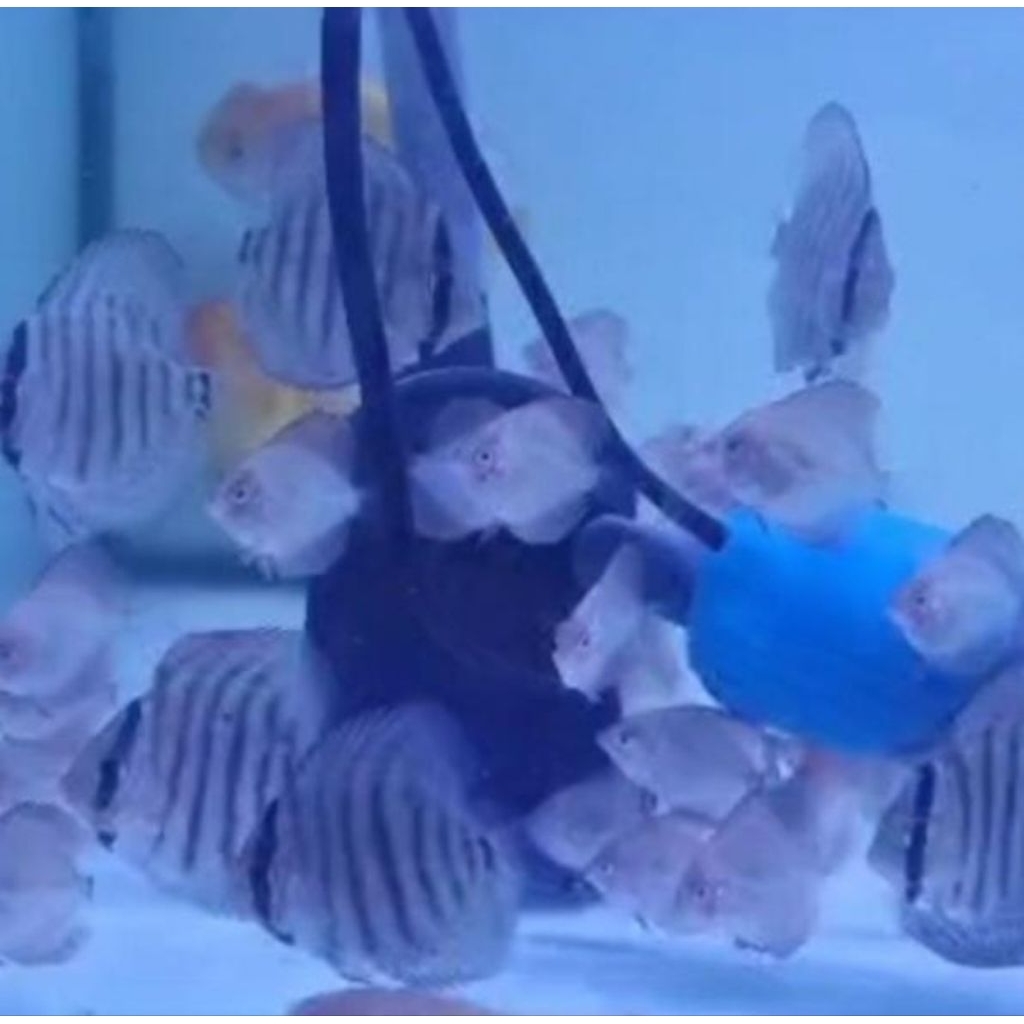 Discus Pigeon/Leopard Snake Skin