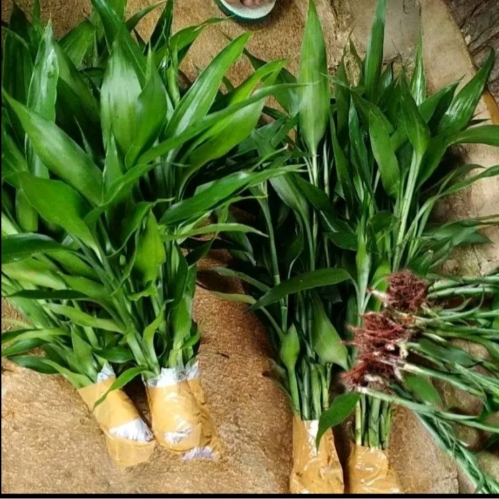 bambu hoki hijau - tanaman media air - bambu sri rezeki ijo