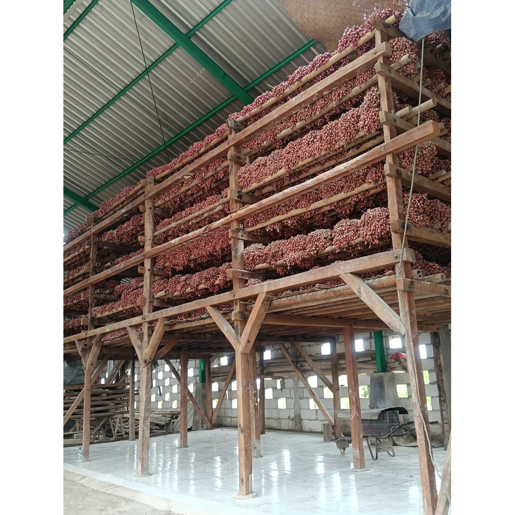 

Bibit Bawang Merah Bima Brebes