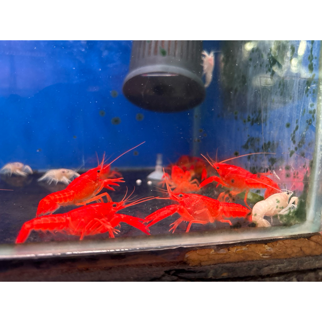 LOBSTER HIAS AIR TAWAR