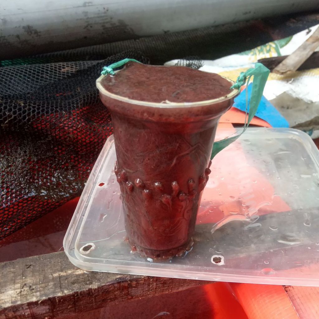 cacing sutra/1liter dan per 1kap