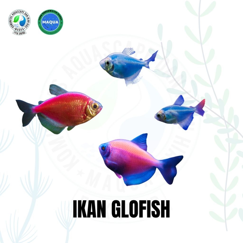 5 ekor mainan Ikan Glofish | Glowfish hias