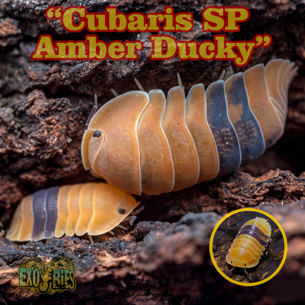 Cubaris Sp Amber Ducky Isopod Pengurai Bioactive Paludarium Dan Vivarium Isopoda Cubaris Amber Ducky