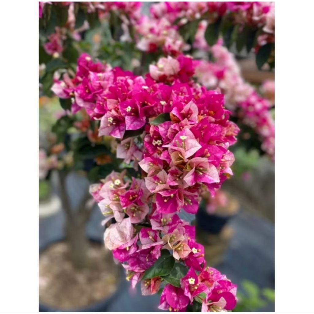 Bougenville Golden row original