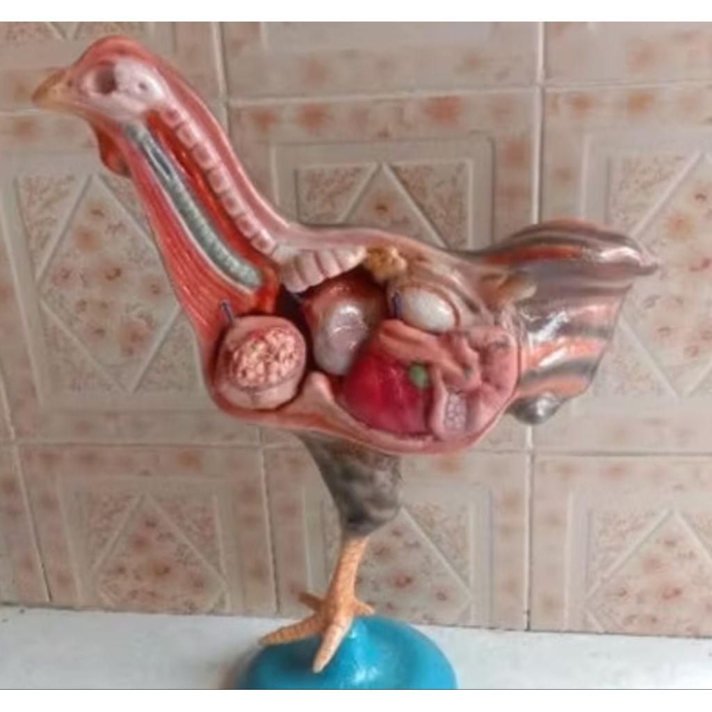 

model ayam alat peraga pendidikan