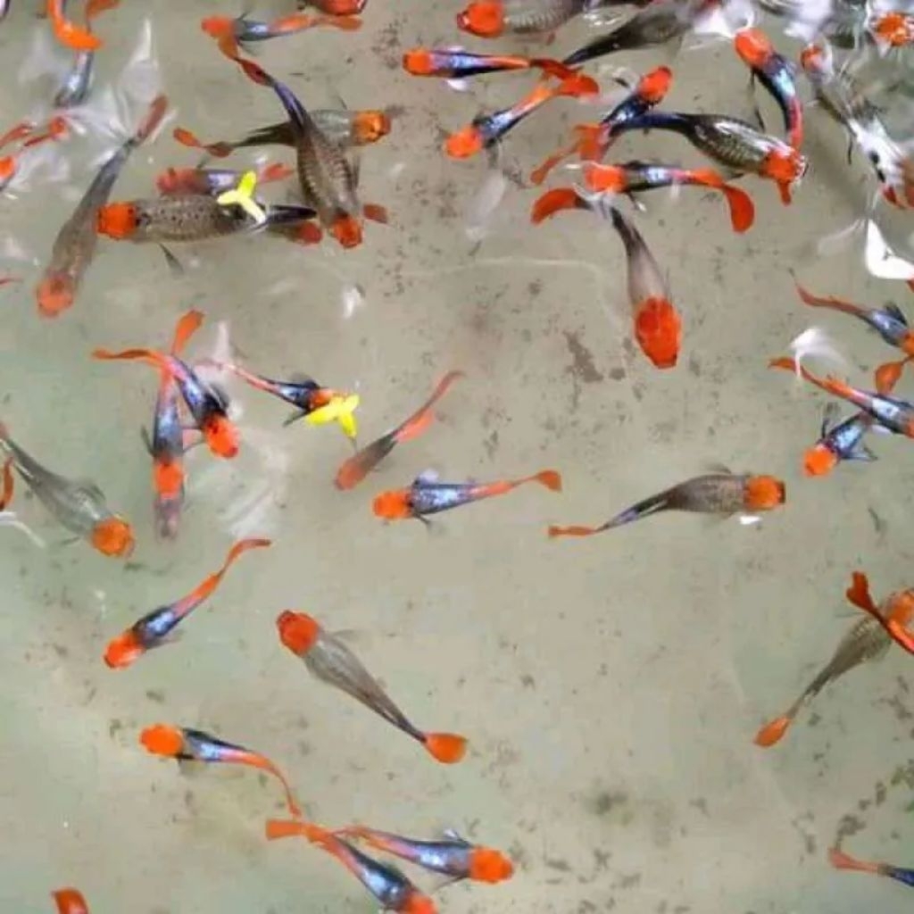 gambar Guppy tuxedo koi