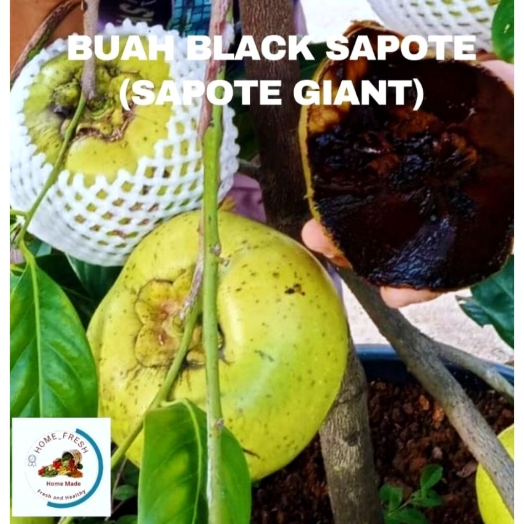 

buah black sapote 1kg tua pohon buah black sapote giant buah black sapote sawo hitam mexico