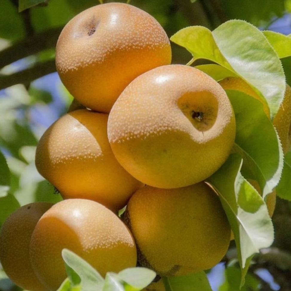 

PIR SINGO JUMBO GOLDEN FRESH 1Kg