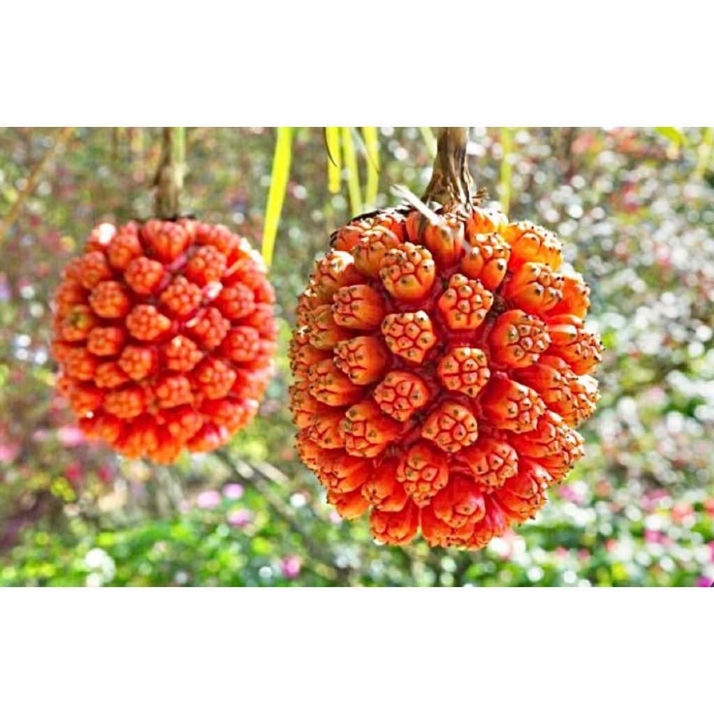 

Buah pandan laut segar 1kg++