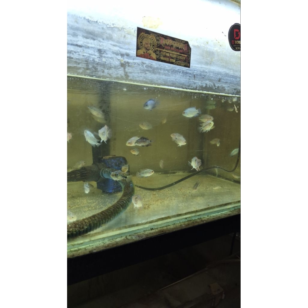 Louhan kamfa f3 gen gb lokal hiasan aquarium