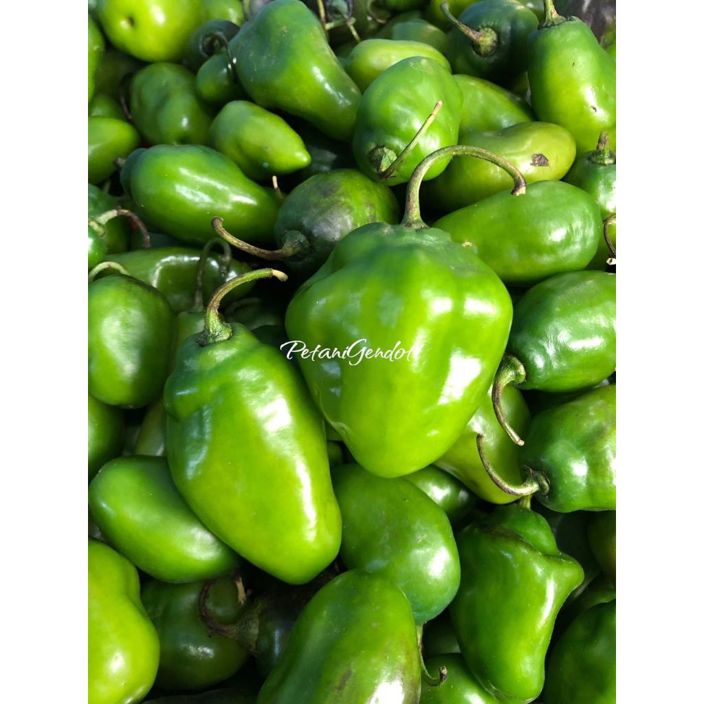 

CABE GENDOT FRESH SUPER BESAR 1kg