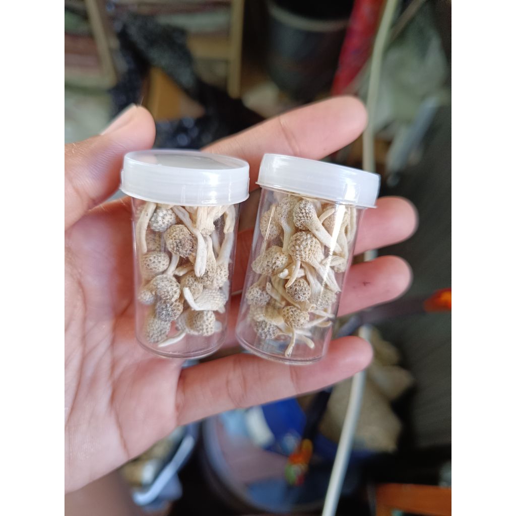 Empot ayam putih asli kualitas terbaik isi 10gr/Empot mpot ayam Putih utuh 100% ORIGINAL BIANG MURNI