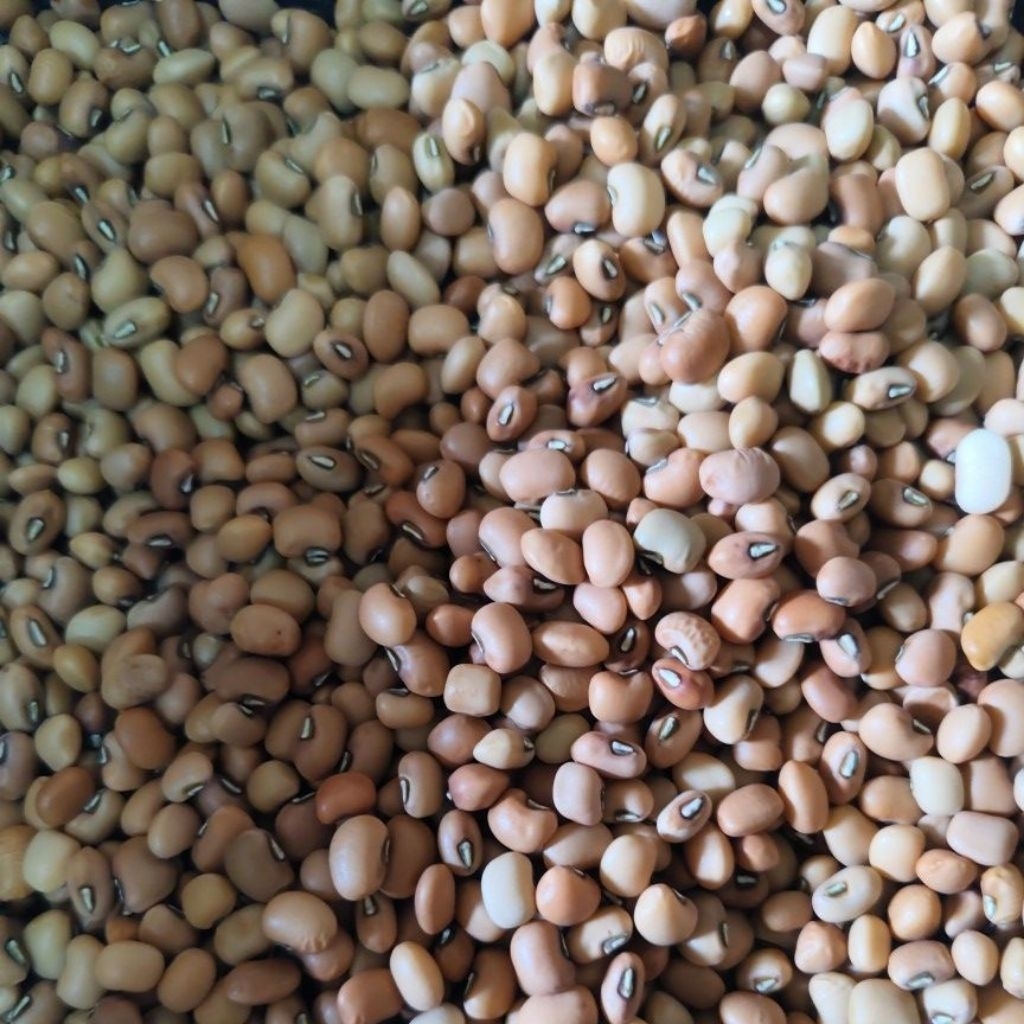 

Kacang Tolo / Tunggak 25 kg