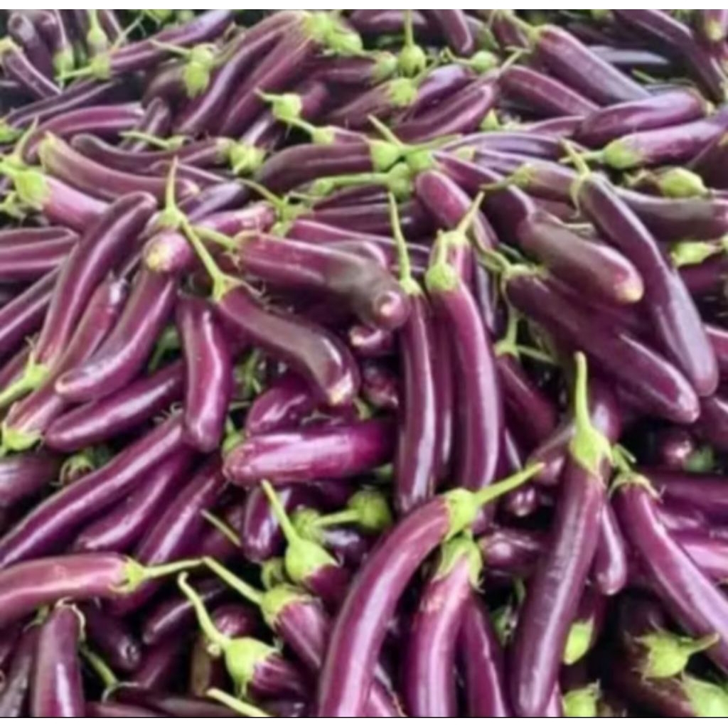 

terong ungu segar dan fresh 1kg