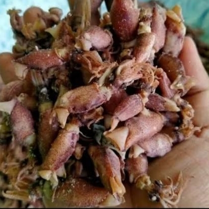 

ikan asin cumi kering premium asli