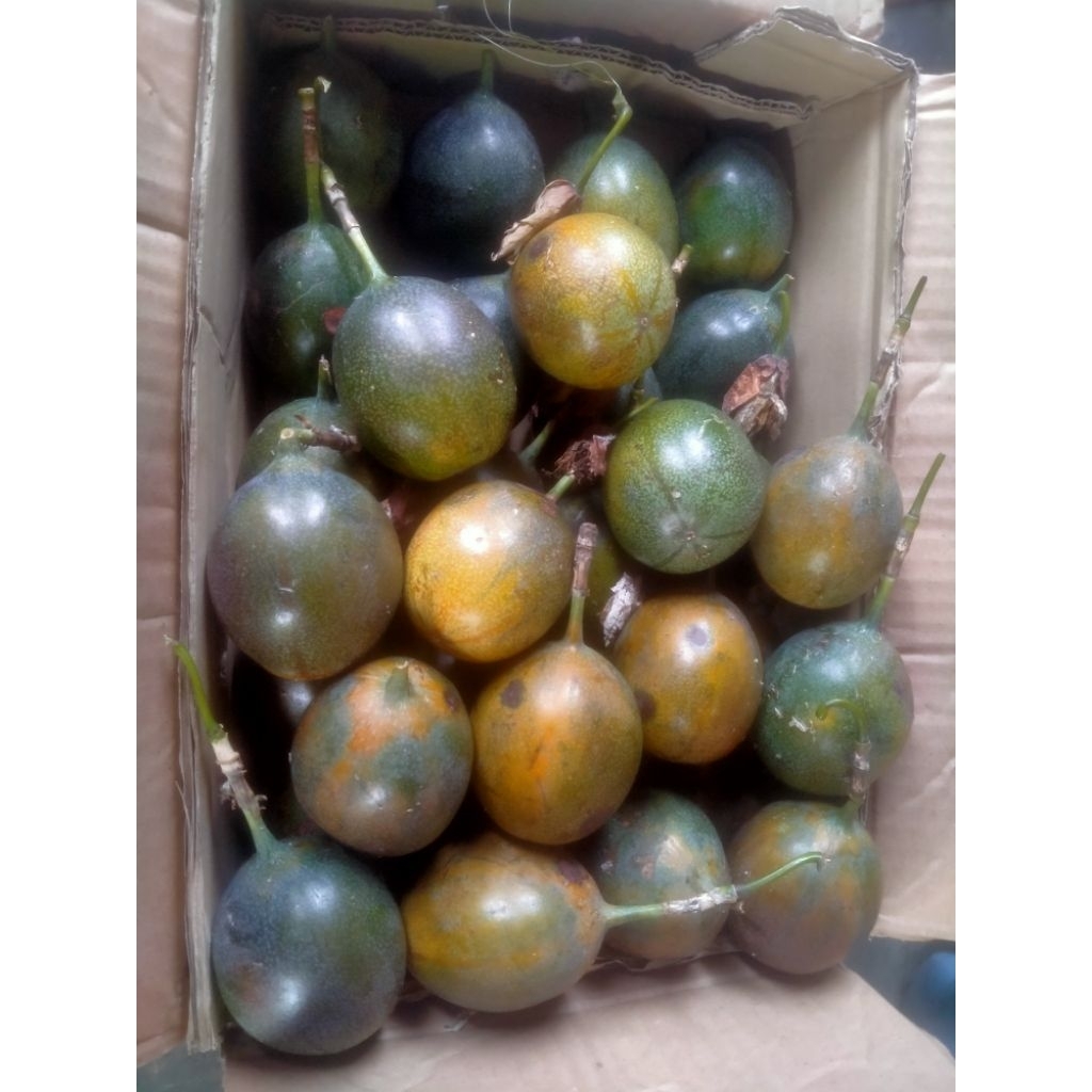 

konyal khusus buat garansi yang mentah dan busuk