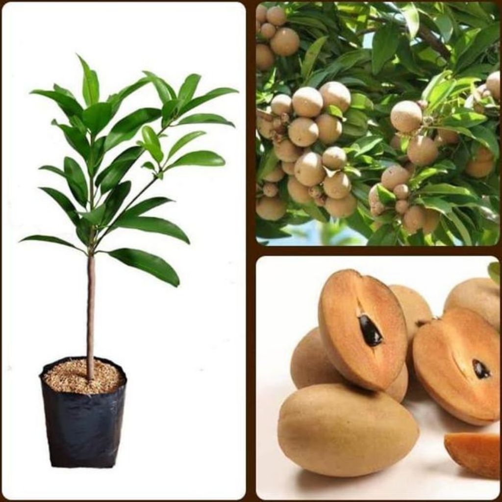 Bibit Tanaman Sawo Manila Jumbo