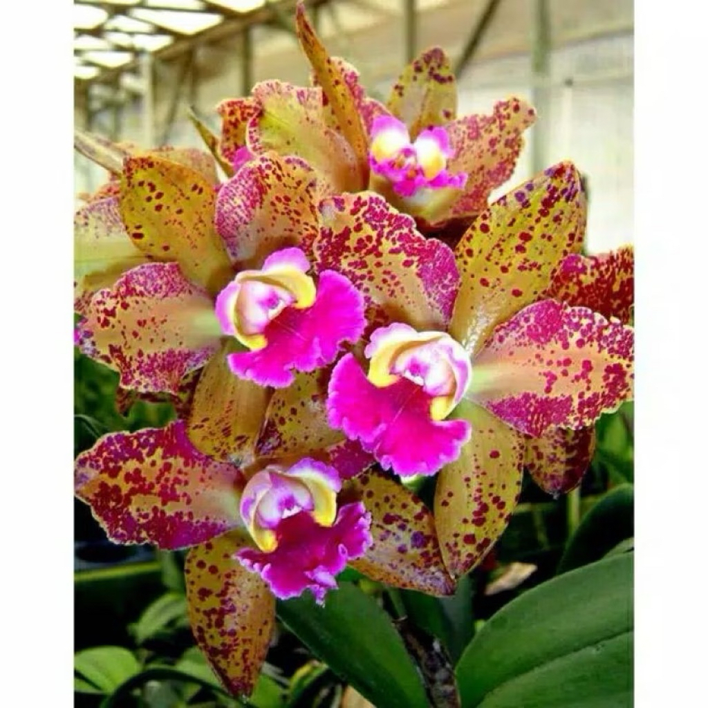 anggrek cattleya phal leopard dewasa jumbo
