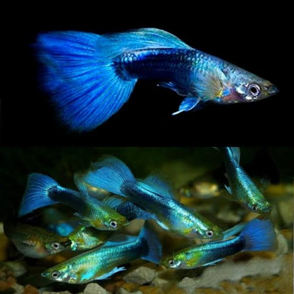 

TK gambar Guppy neon blue