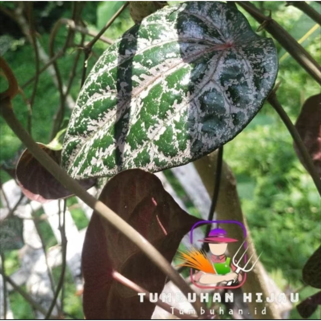 

15 lembar daun sirih merah petik dadakan