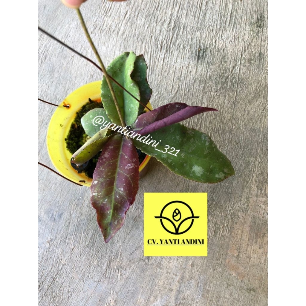 Hoya Undulata Borneoo