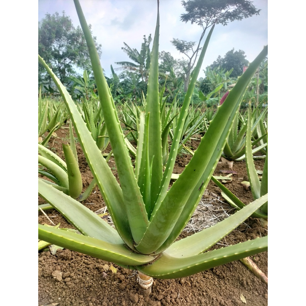 

LIDAH BUAYA (ALOE VERA) JUMBO ASLI 1KG