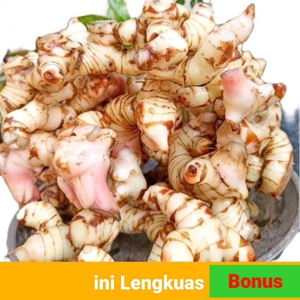 

lengkuas laos segar 1 kg fresh murah