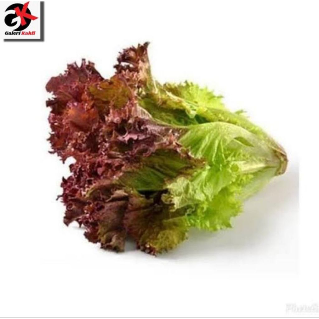 

Lorosa Selada Merah Segar_ Berkuliatas Grade A _ 250gr