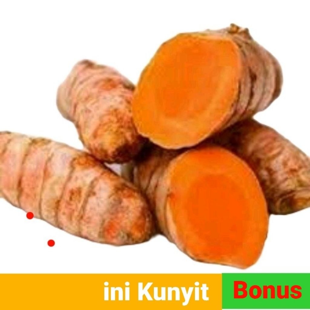 

kunyit segar 1kg kunyit kuning fresh hasil panen murah organik
