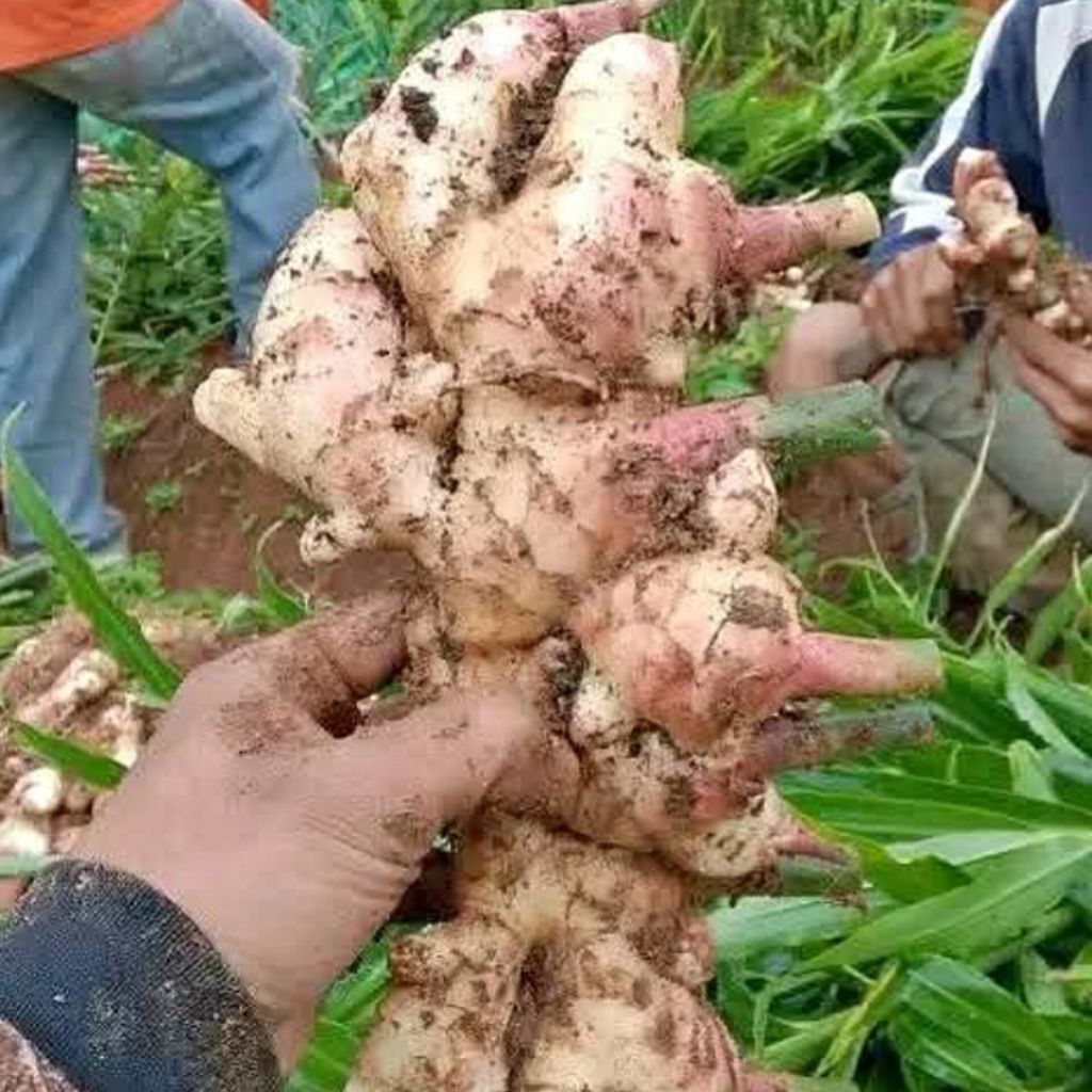 

Jahe Gajah 1 Kilogram