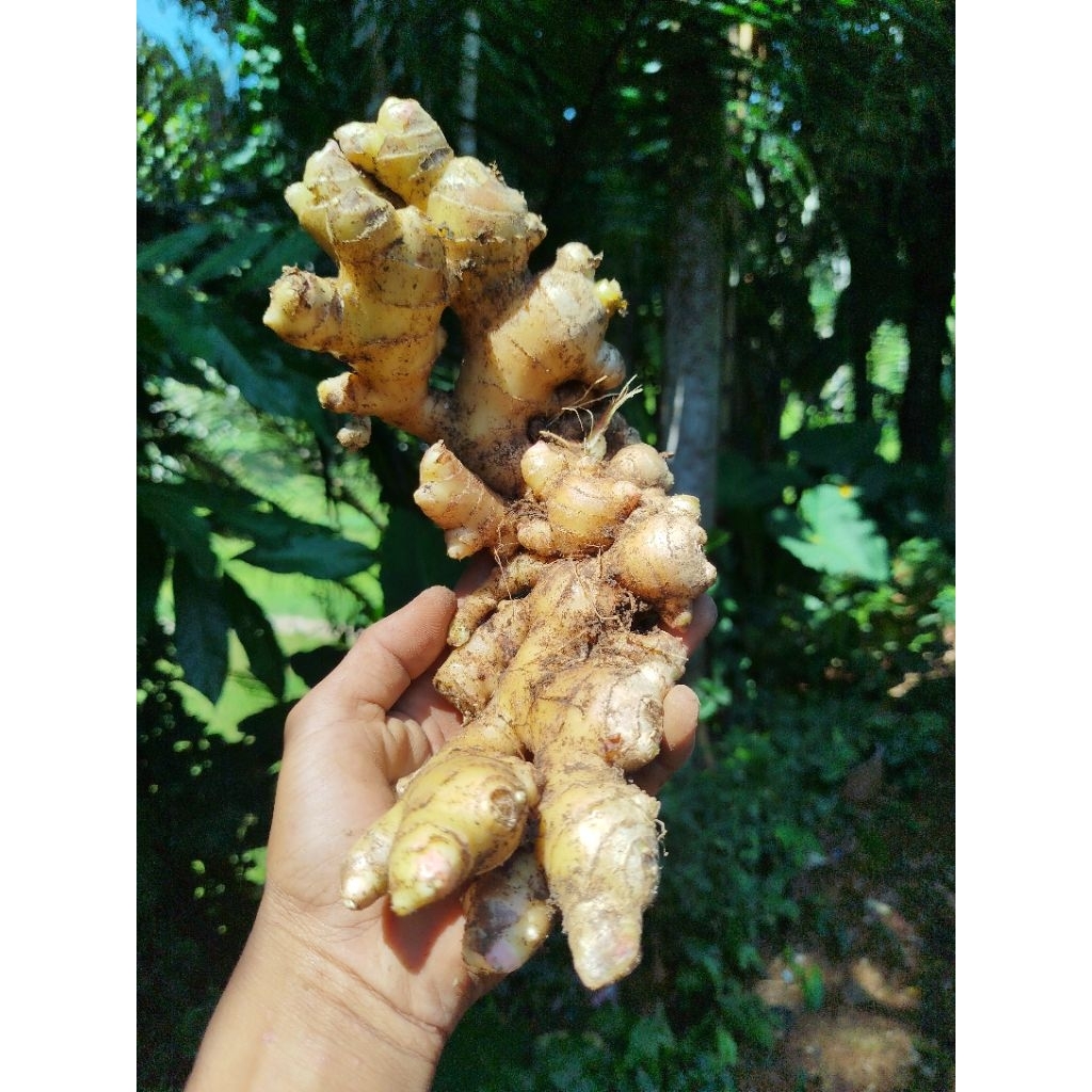 

jahe gajah_jahe putih segar (1 kg)