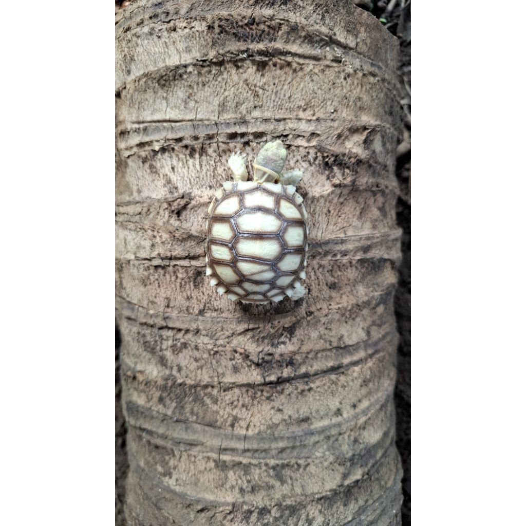 Mainan Anakan Sulcata 8cm+ Overscute Grade A sesuai FOTO