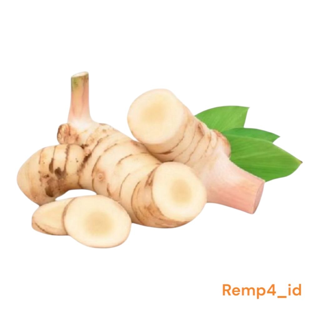 

lengkuas segar 1kg bumbu dapur