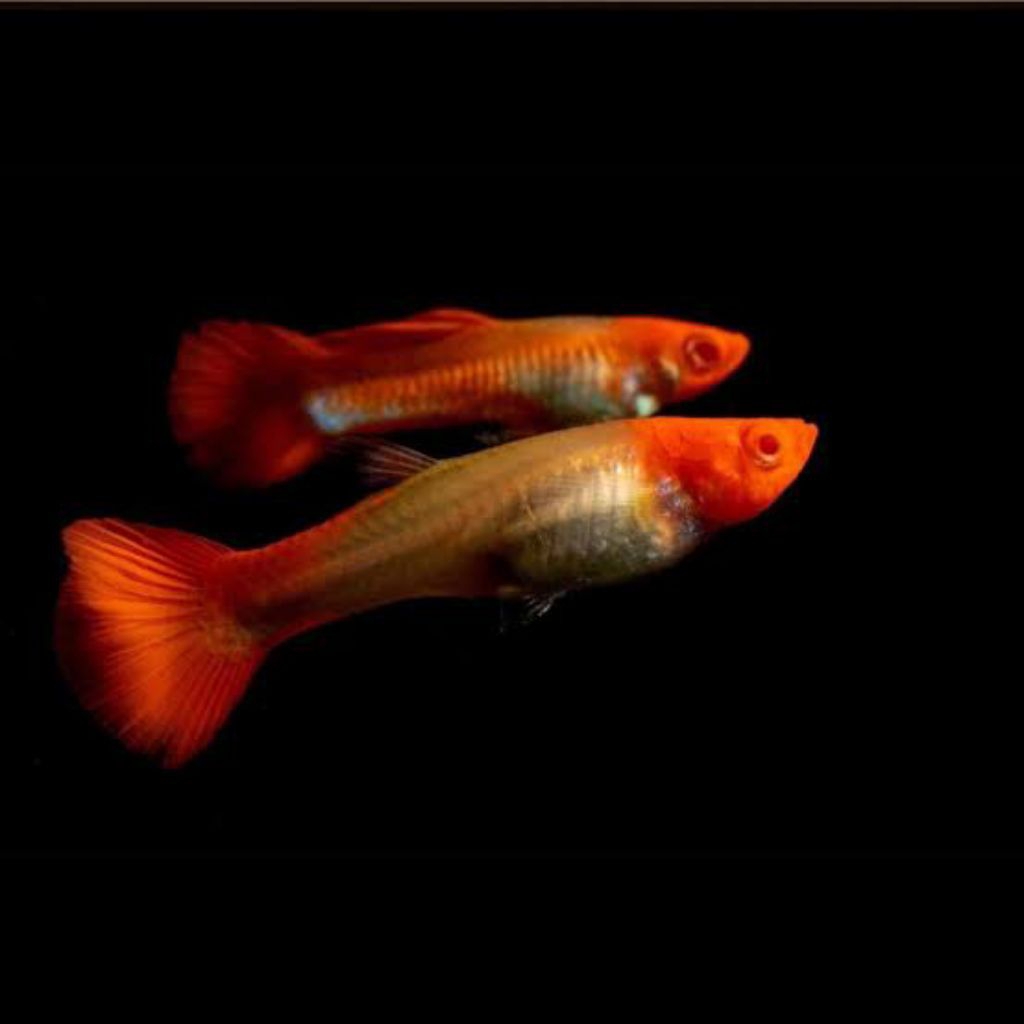 

Extra Packing Styrofoam Kardus | ALBINO KOI gen RED EAR | Kamaquatic
