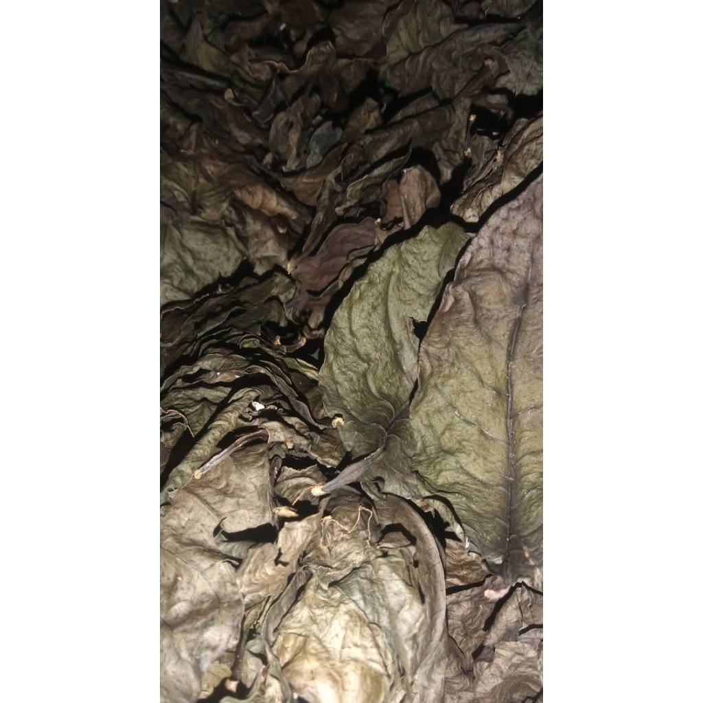 

daun handeuleum kering