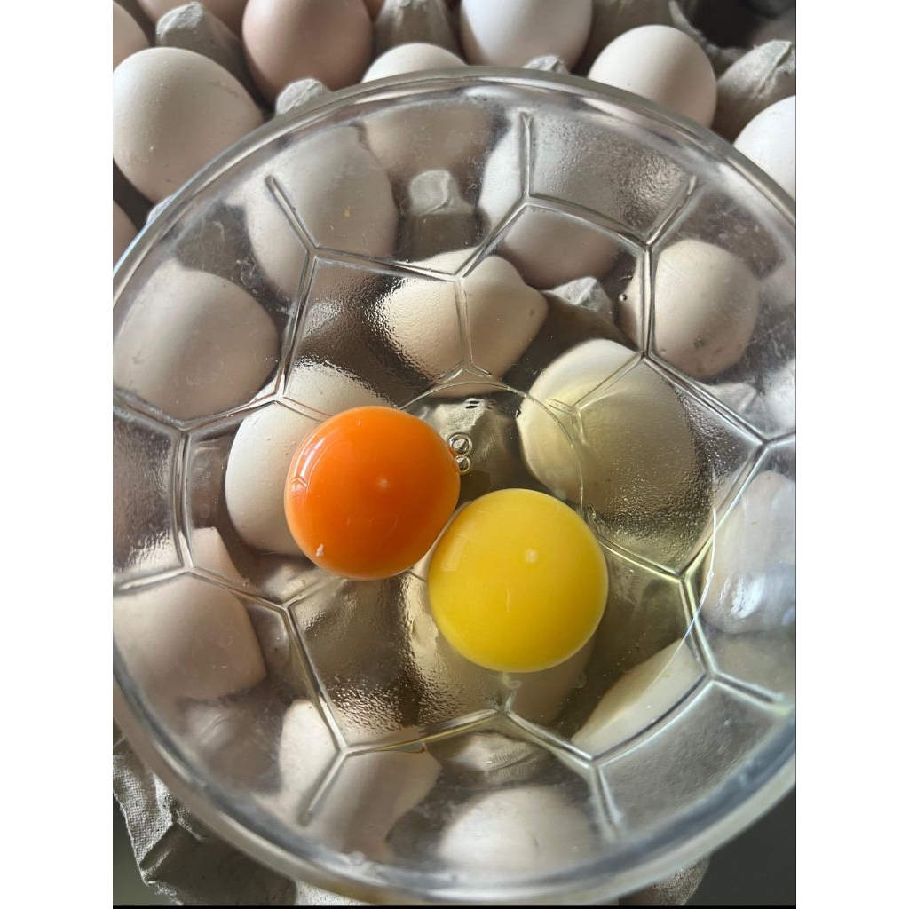 

Telur Ayam Kampung Omega