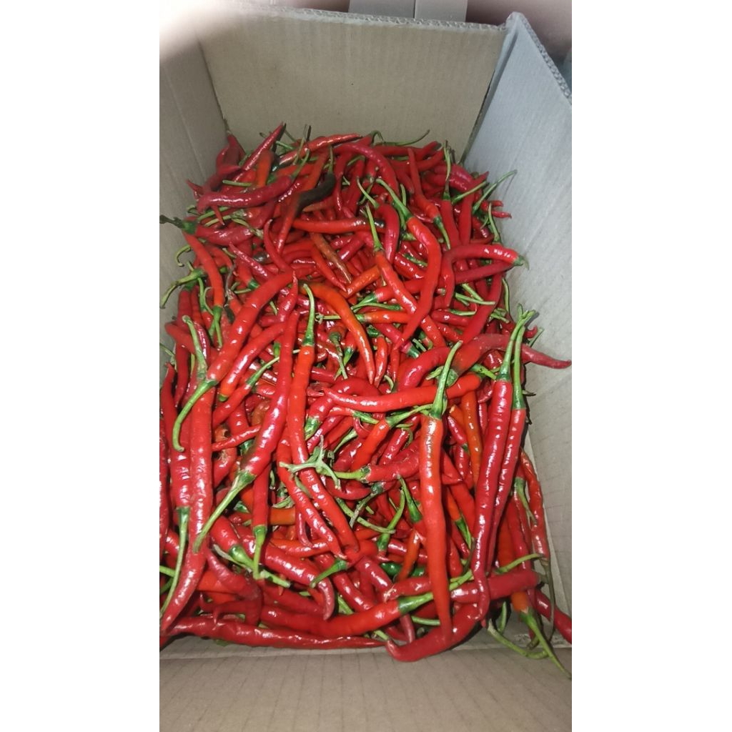 

Cabe Merah Keriting Turun Harga Termurah -1kg