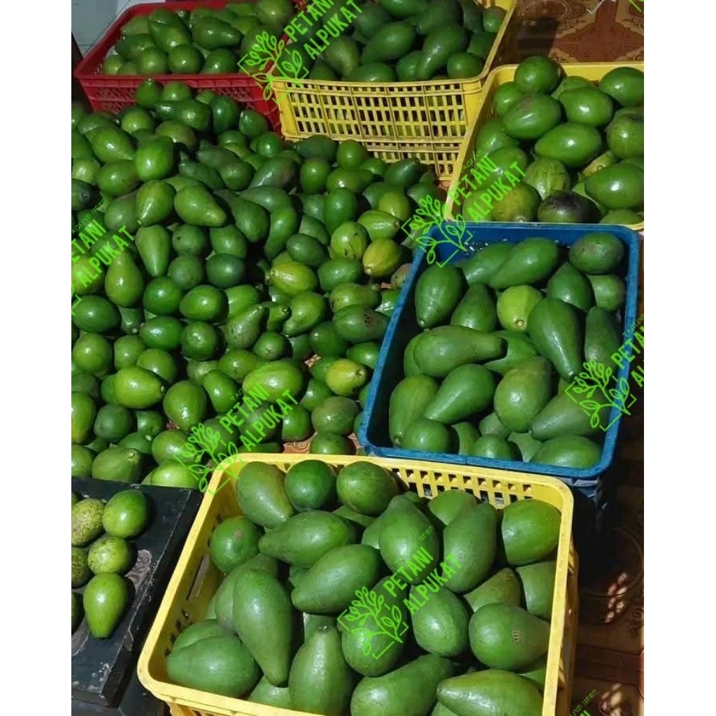 

alpukat mentega tua cuci gudang 1 kg isi 6-7-8