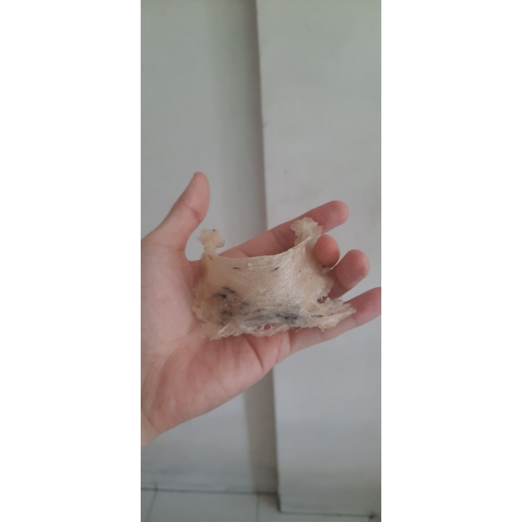 

SARANG BURUNG WALET UTUH 10gram lebih sedikit ☆☆ ASLI TANPA KIMIA DAN PEMUTIH ☆☆ BENTUK MANGKOK ATAU SEGITIGA ☆☆ BELUM DIBERSIHKAN