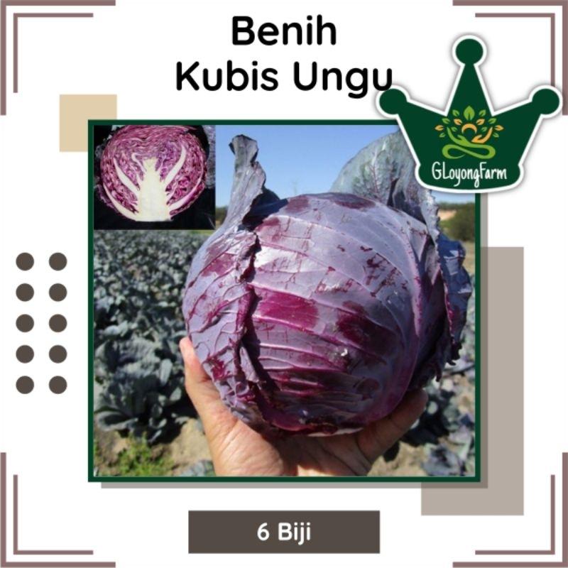 Bibit Kubis Ungu Cocok Dataran Rendah sampai Tinggi Gloyong Farm - Benih Sayuran