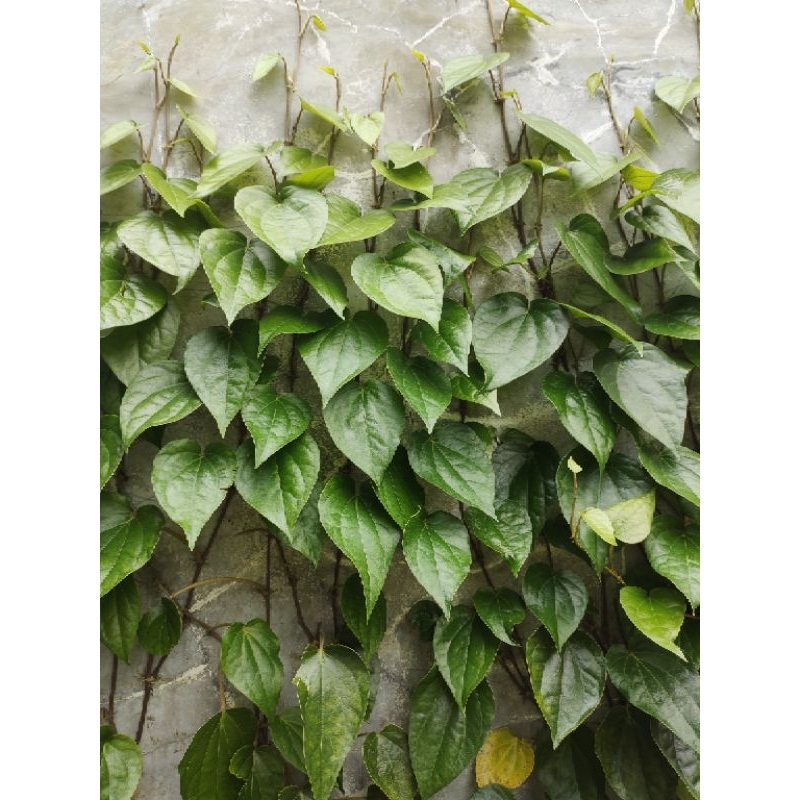 

Daun Sirih Merah Fresh dan Segar